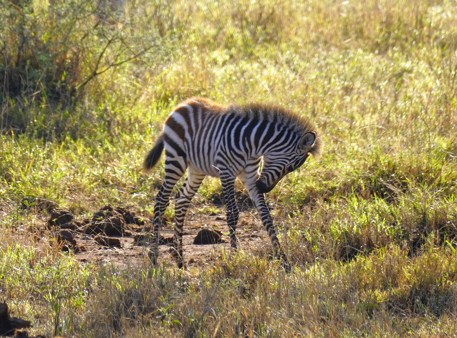 Zebranachwuchs