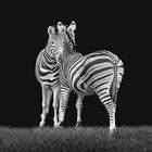 Zebrapaar