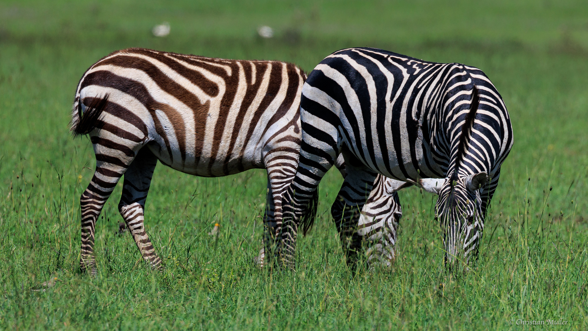 Zebrapärchen in Serengeti