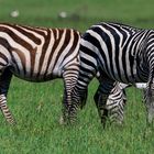 Zebrapärchen in Serengeti