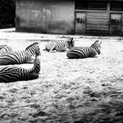 Zebrapopos