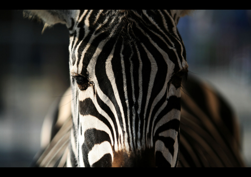 Zebraporträt 1