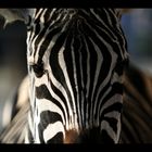 Zebraporträt 1