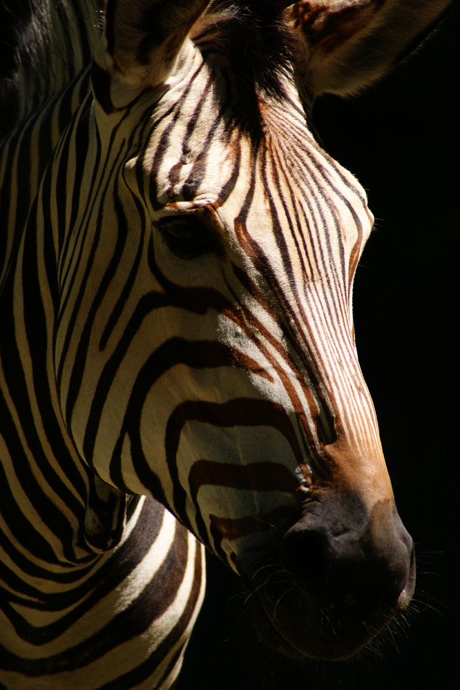 Zebraporträt