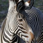 Zebraportrait