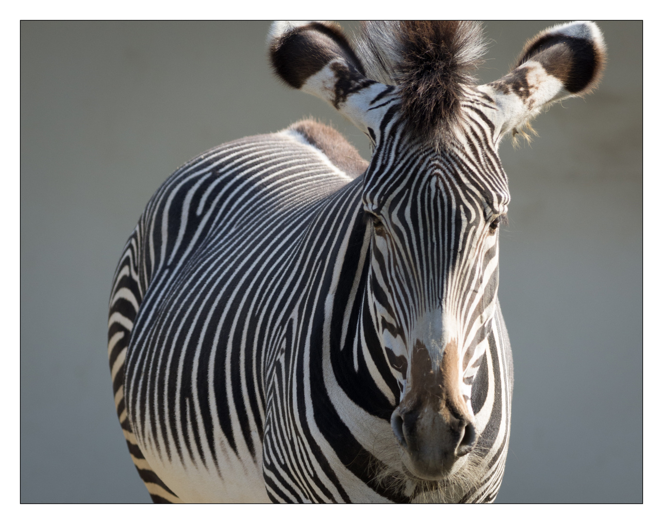 Zebraportrait