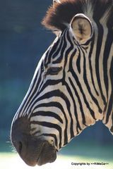 Zebraportrait