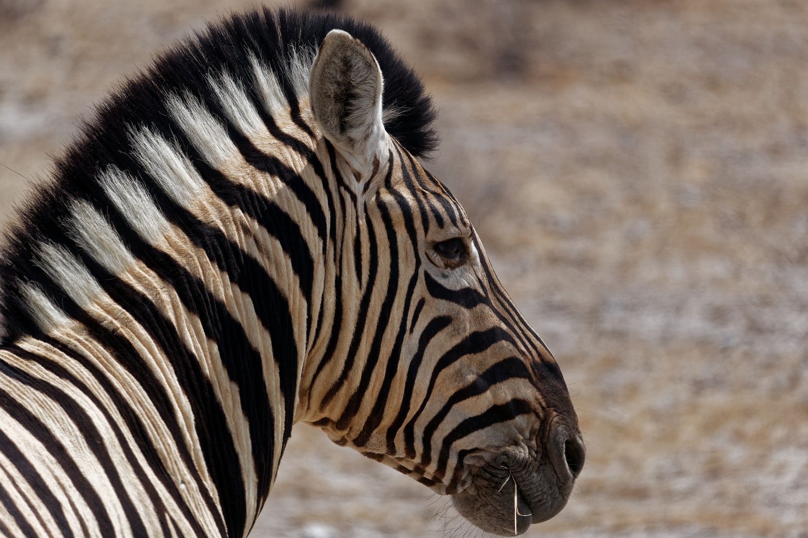 Zebraportrait