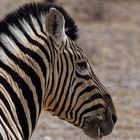 Zebraportrait