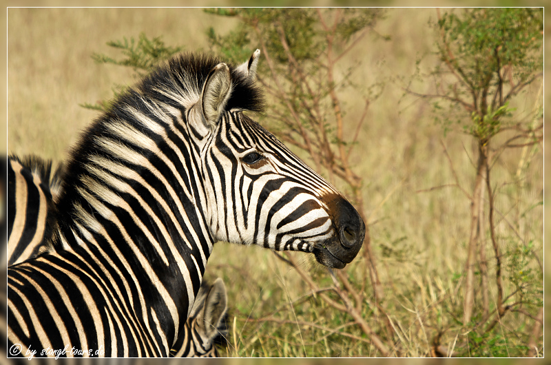 Zebraportrait...