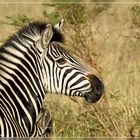 Zebraportrait...