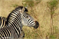 Zebraportrait...