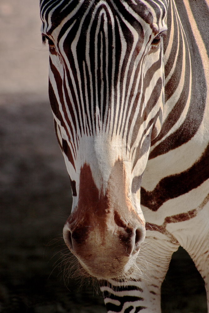 Zebraportrait