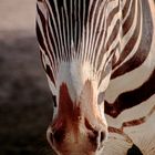 Zebraportrait