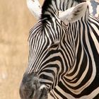 Zebraportrait