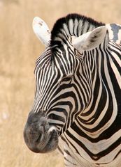 Zebraportrait