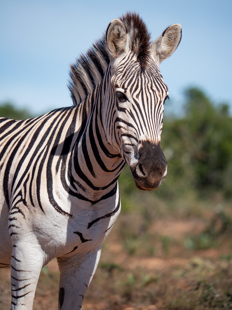 Zebraportrait