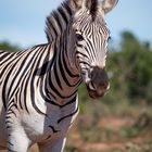 Zebraportrait