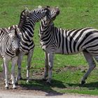 Zebras 001