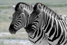 Zebras 02 by Manfred Vaeth