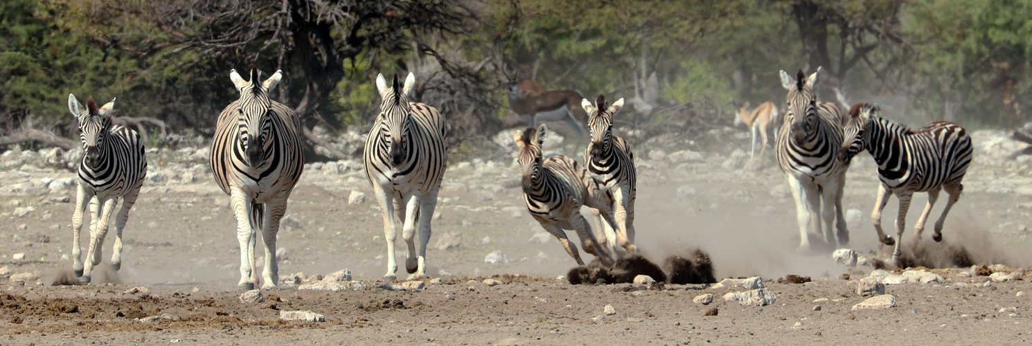 Zebras