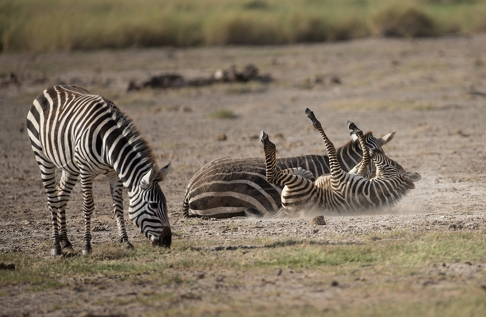 Zebras