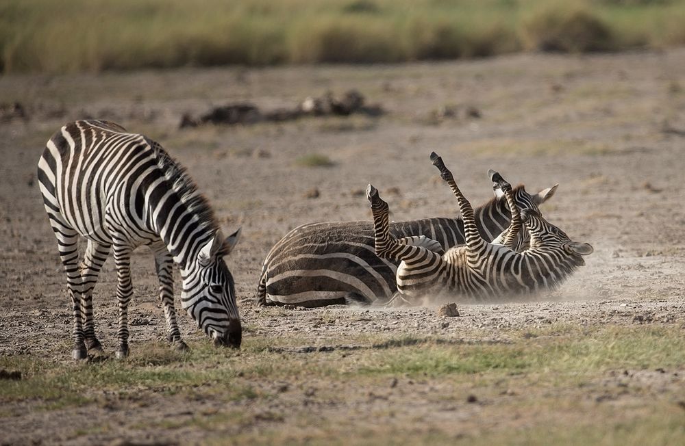 Zebras