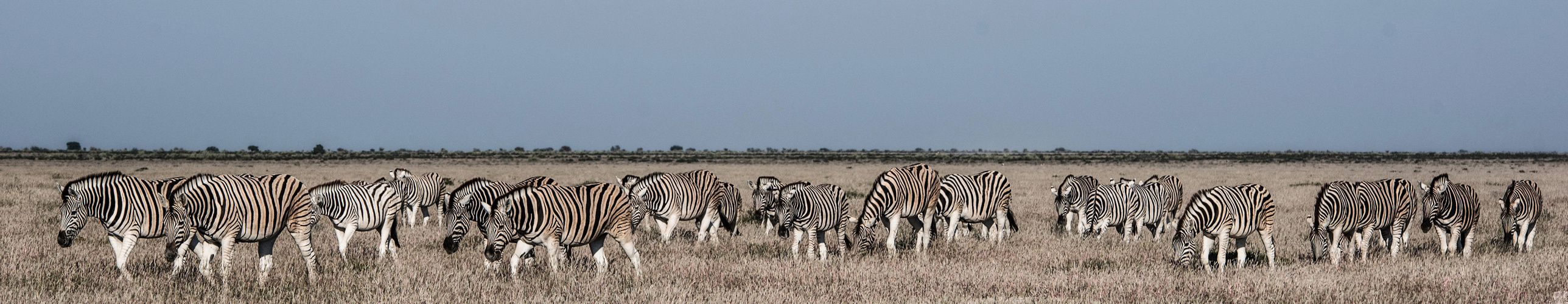 Zebras