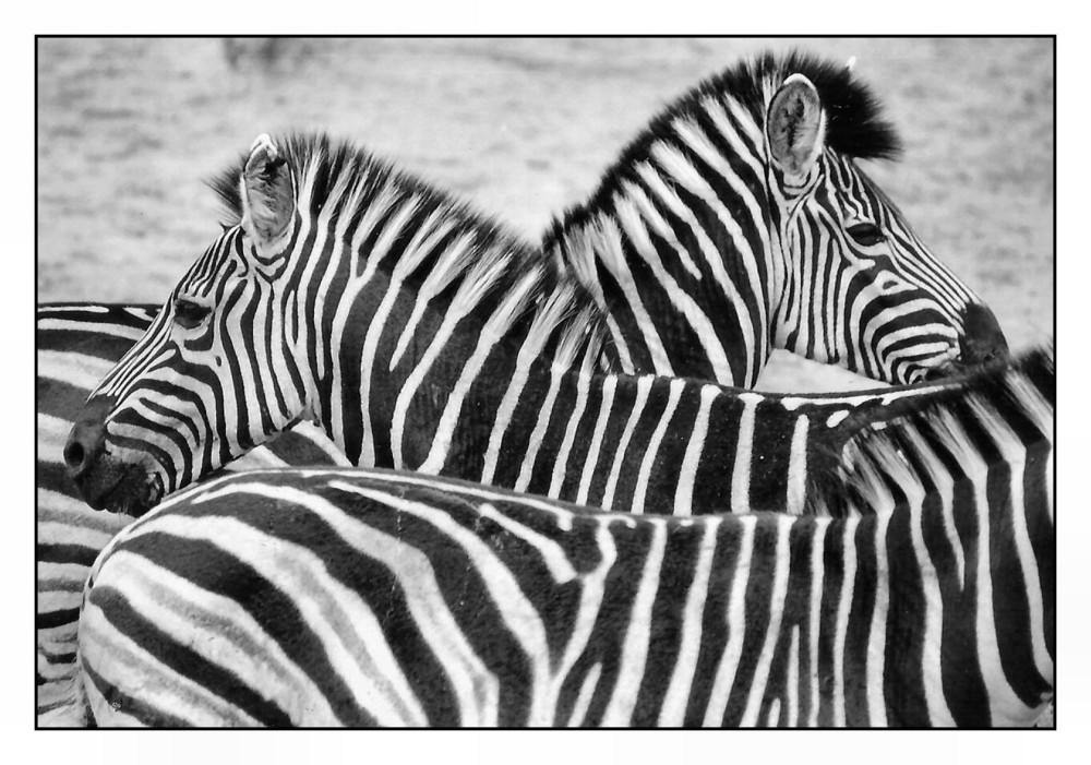 Zebras