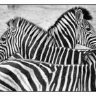 Zebras