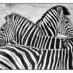 Zebras