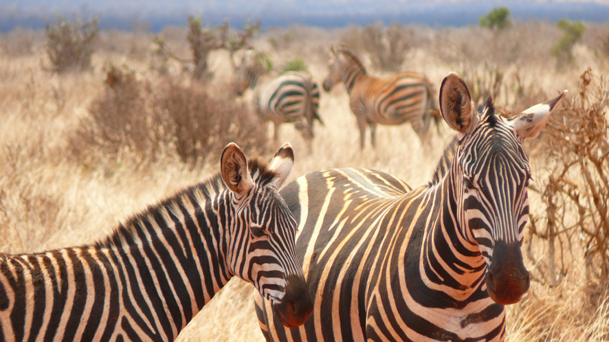 Zebras