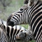 Zebras