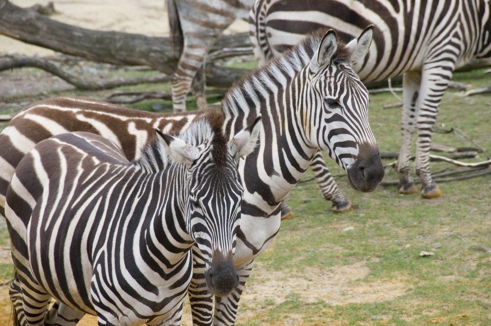 Zebras