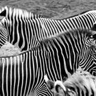 Zebras