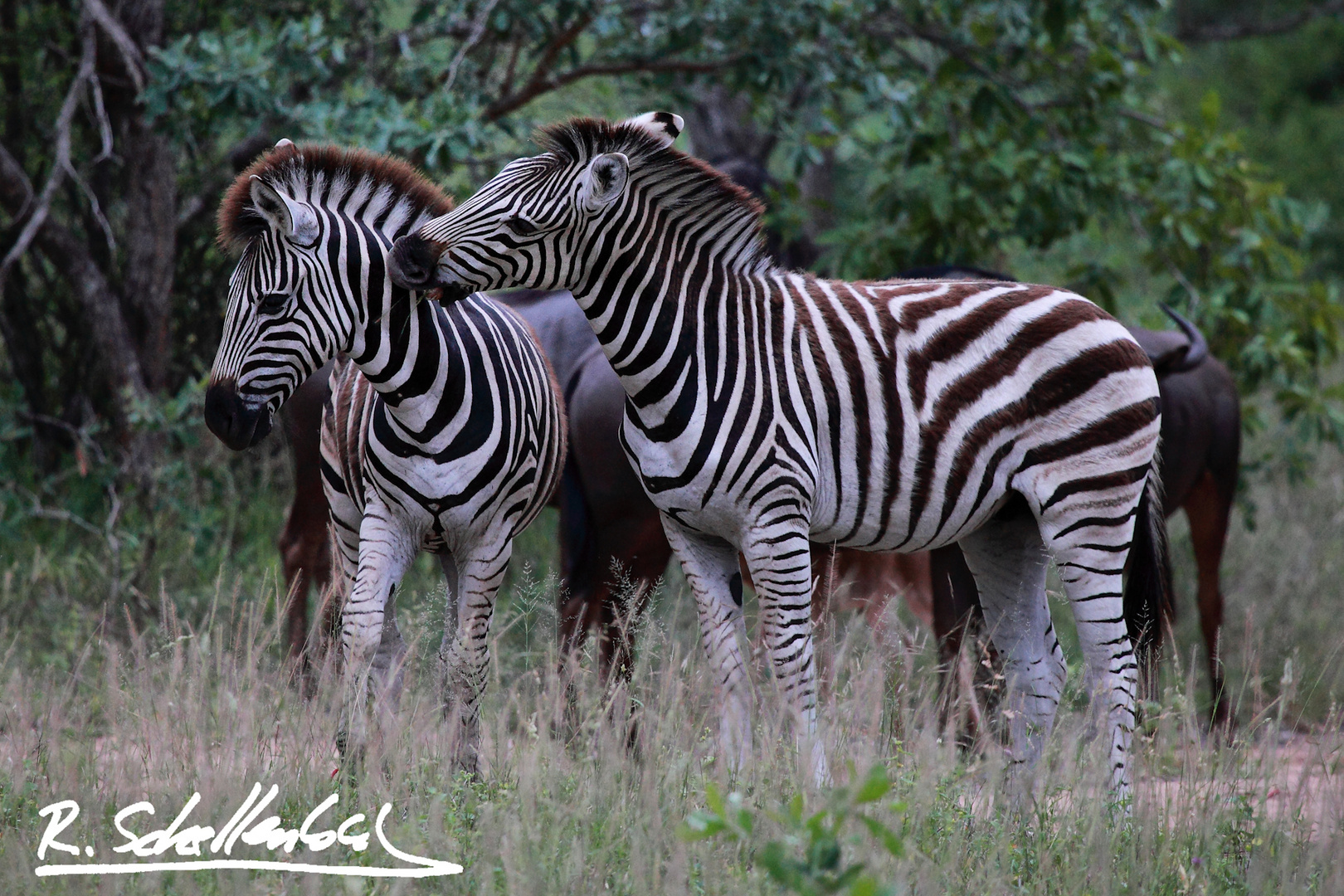 Zebras