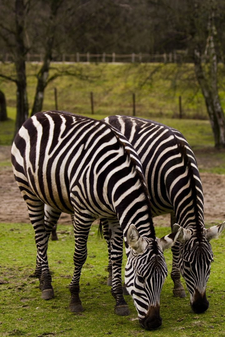 Zebra's