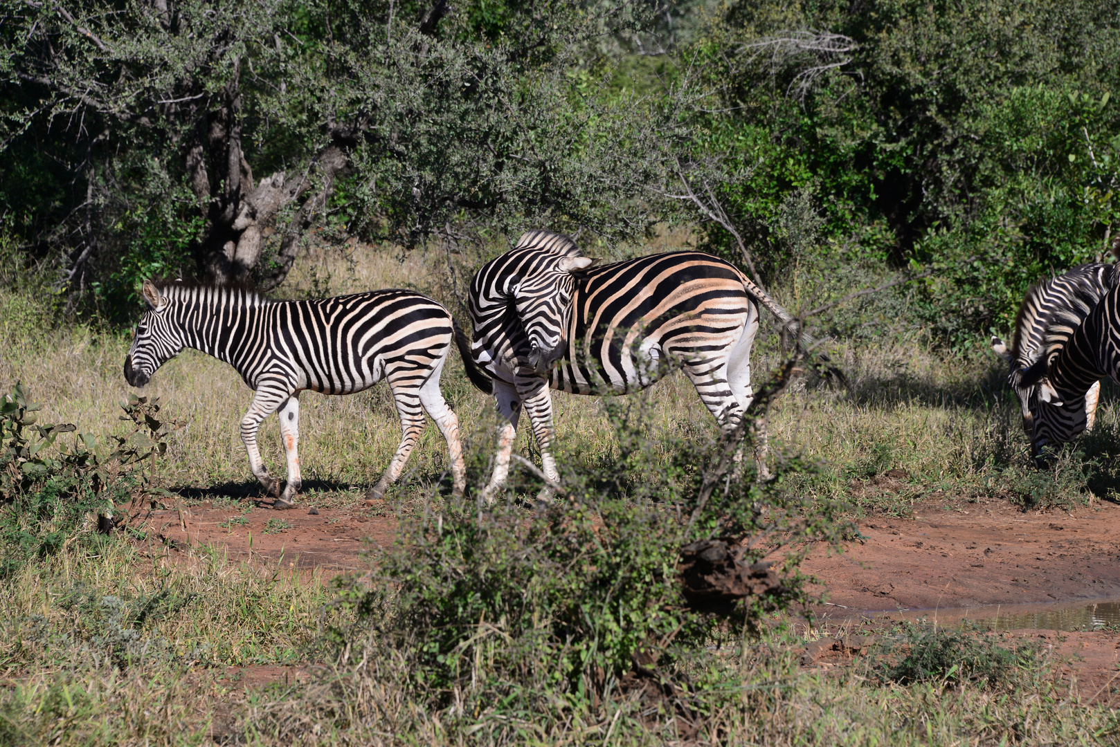 Zebras