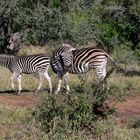 Zebras