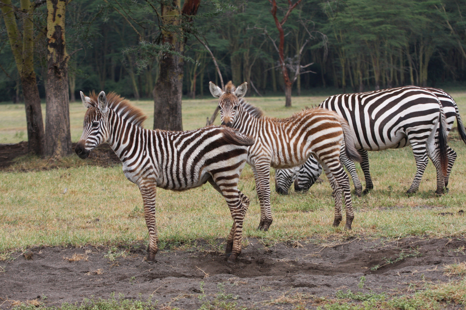 Zebras