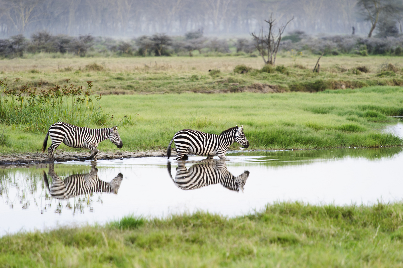 Zebras