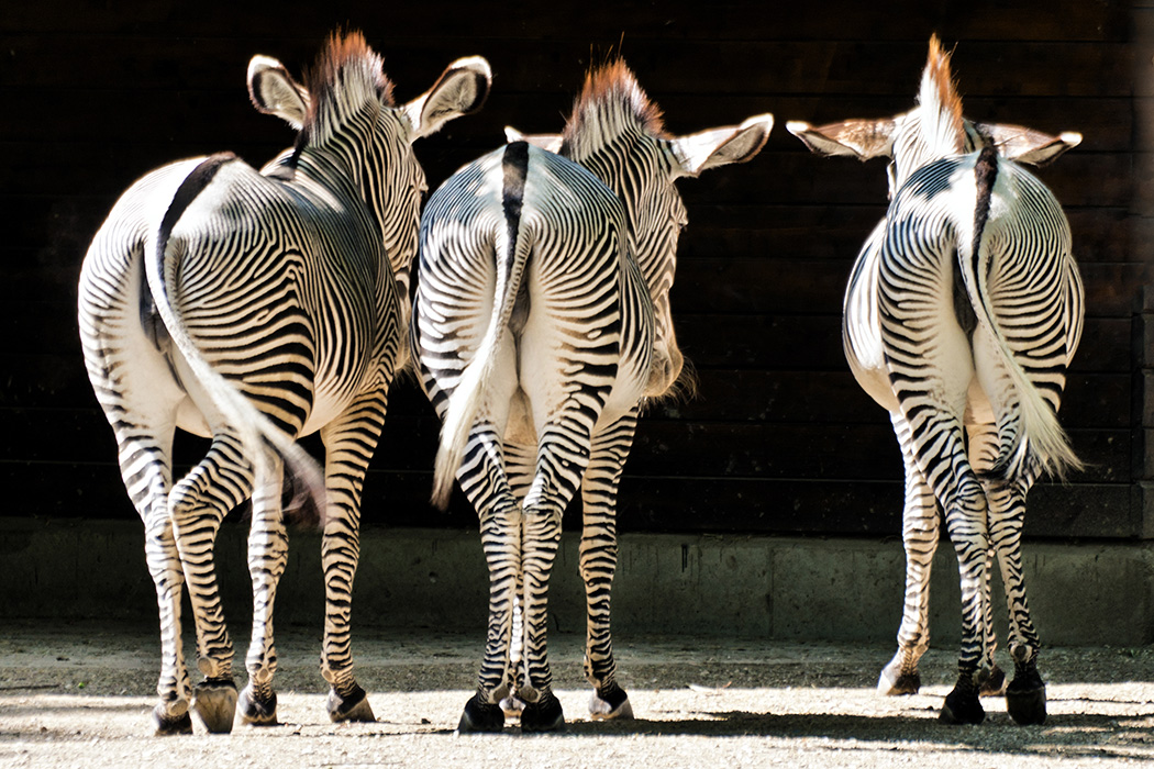 Zebras