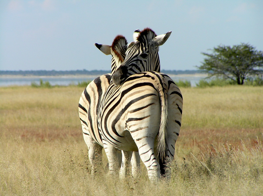 Zebras