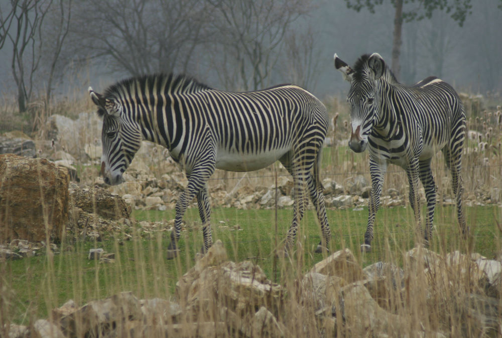 Zebras