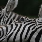 Zebras 2