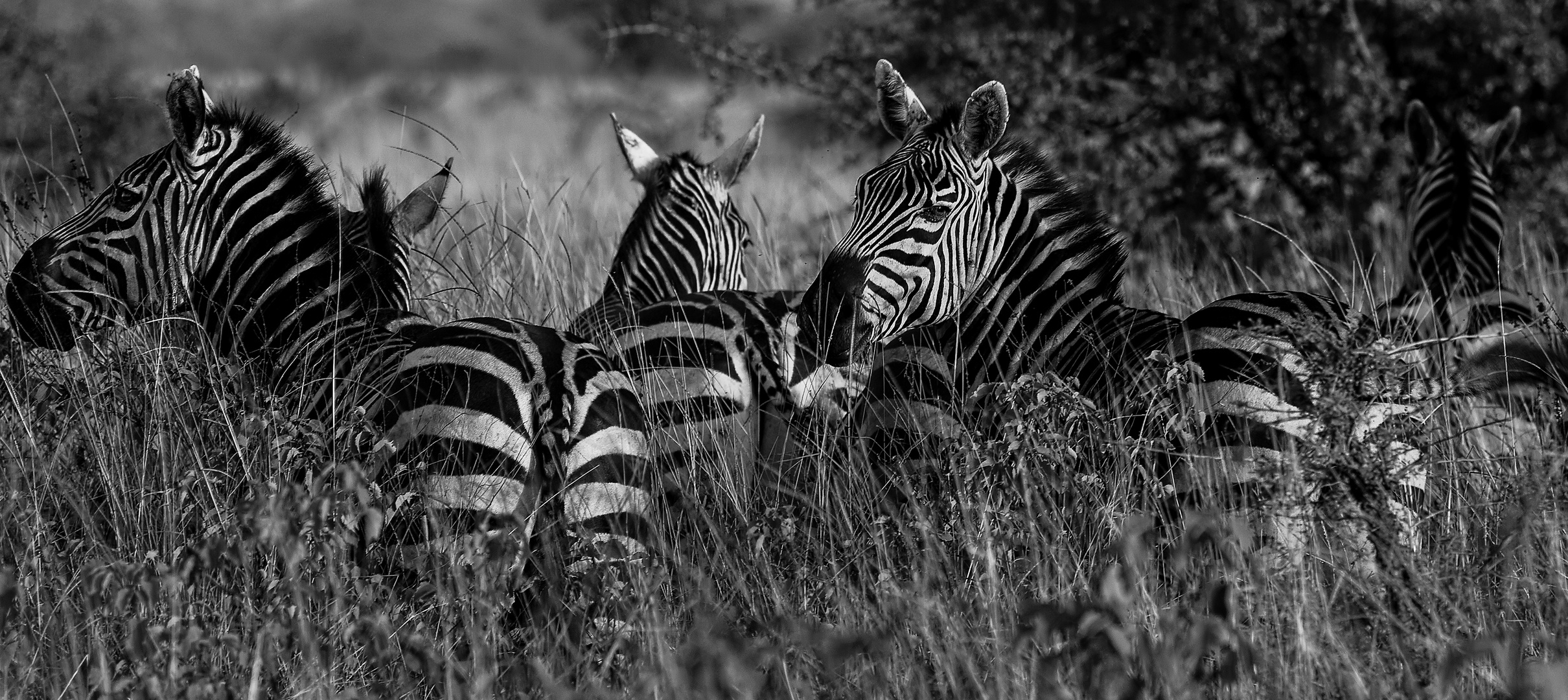 Zebras