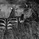 Zebras