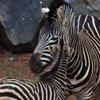 zebras