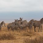 Zebras