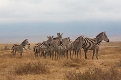 Zebras